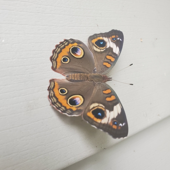 Meet your Posher, Hannah - Picture 1 of 1